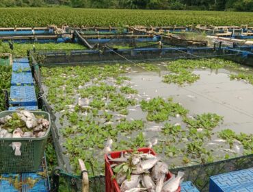 Ribuan ikan yang dibudidayakan oleh kelompok tani mati, dugaan akibat limbah PKS perkebunan gunung bayu