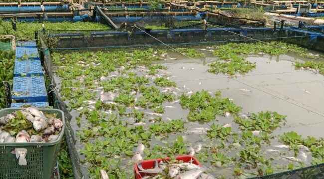 Ribuan ikan yang dibudidayakan oleh kelompok tani mati, dugaan akibat limbah PKS perkebunan gunung bayu