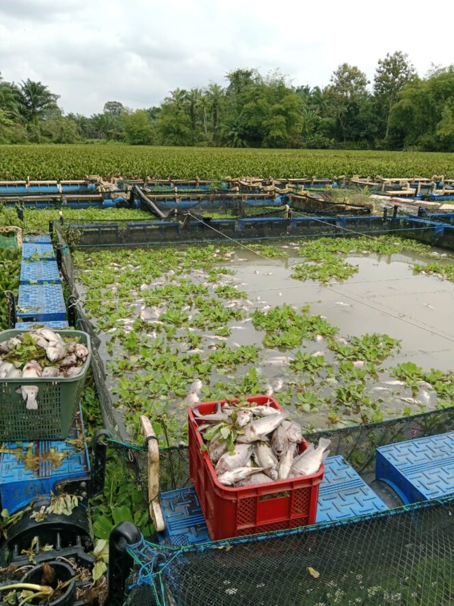 
					Ribuan ikan yang dibudidayakan oleh kelompok tani mati, dugaan akibat limbah PKS perkebunan gunung bayu