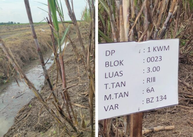 					Manajemen Perkebunan Kwala Madu di Langkat Tertutup, Varietas Baru 600 Ha Dinilai ‘Lip Service’