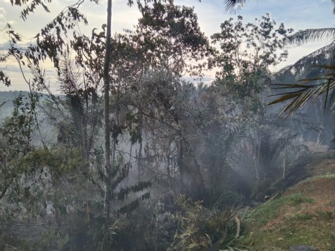 
					Sijago Merah Hanguskan Kebun Sawit Milik Warga