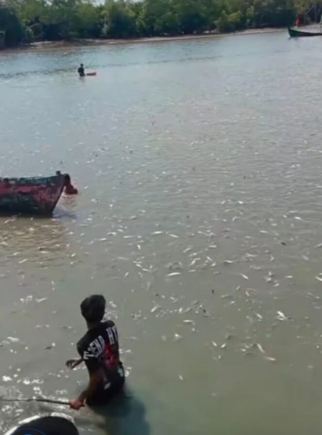 					Limbah Perusahaan Cemari Sungai Kubah Perairan Kuala Tanjung Berakibat Ribuan Bahkan Jutaan Ikan Mati Mengapung 