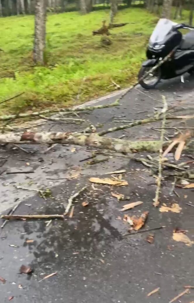 
					Naas, Nyawa Kader HIMALA direnggut Pohon Tumbang