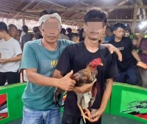 Kapolsek Hamparan Perak diduga bekingi Judi Sabung Ayam