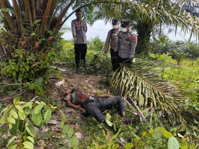 
					Heboh!! Warga Desa Buluh Telang Temukan Mayat Mr X