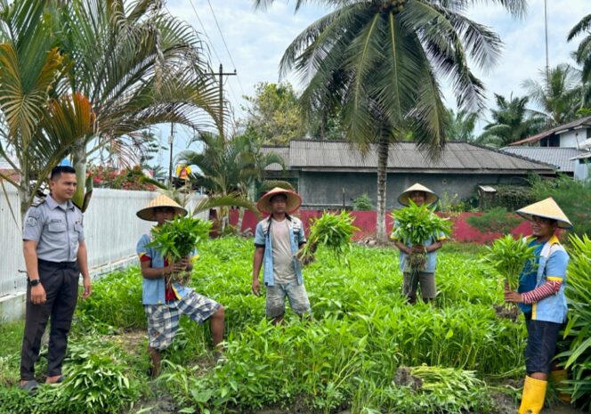 
					Panen 150 Kg Kangkung, Lapas Labuhan Ruku Tegaskan Komitmen Dukung Ketahanan Pangan