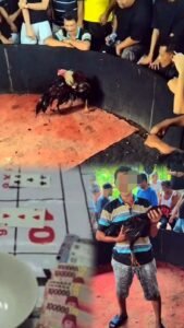Diduga Dibekingi Aparat, Judi Dadu dan Sabung Ayam Milik “Cabak” di Binjai Barat Terang-Terangan Beroperasi, Hukum Seolah Mati Suri