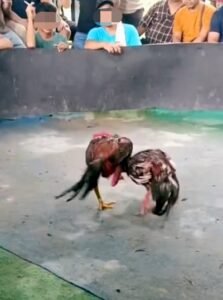 Warga Tantang Nyali Kapolsek Tertibkan Judi Sabung Ayam di Medan Tuntungan