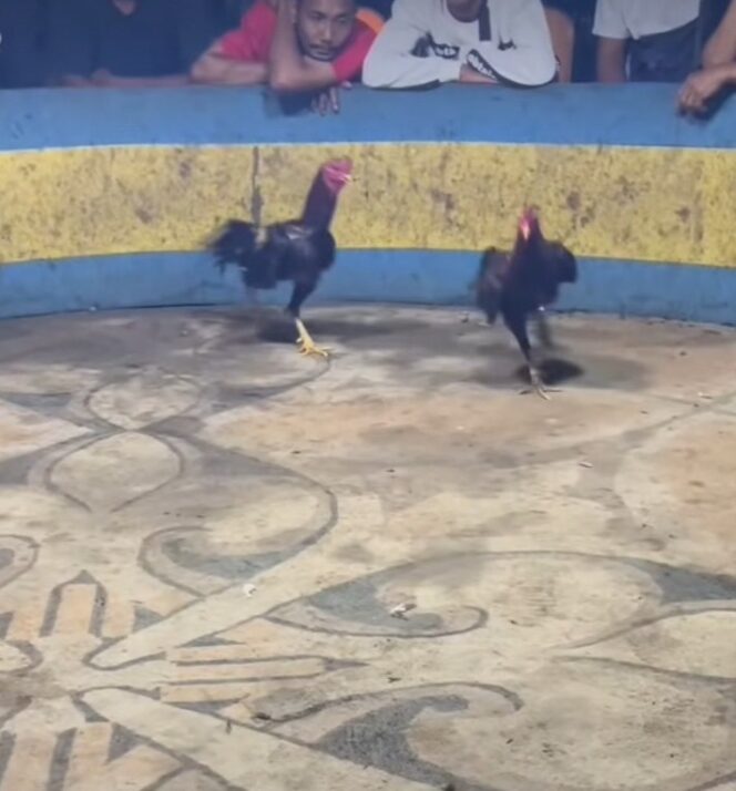 
					Trio Petinggi Polres Belawan Bungkam, Arena Judi Wandy di Marelan Diduga Kebal Hukum