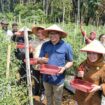 Bupati Deli Serdang, dr H Asri Ludin Tambunan bersama Wakil Bupati, Lom Lom Suwondo SS melakukan panen cabai bersama petani di Desa Perpanden, Jumat (24/4/2026).ist