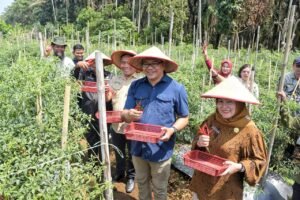 Bupati Deli Serdang, dr H Asri Ludin Tambunan bersama Wakil Bupati, Lom Lom Suwondo SS melakukan panen cabai bersama petani di Desa Perpanden, Jumat (24/4/2026).ist