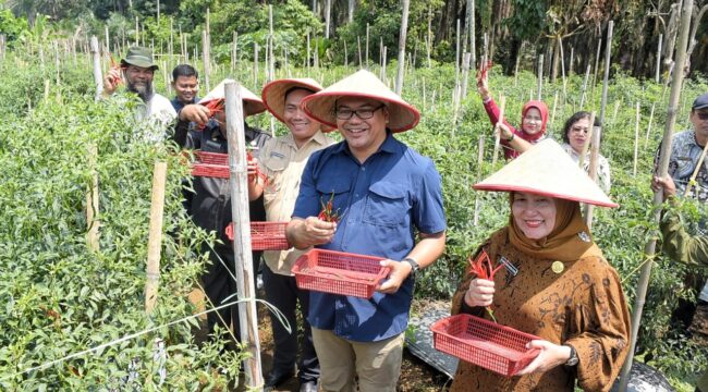 Bupati Deli Serdang, dr H Asri Ludin Tambunan bersama Wakil Bupati, Lom Lom Suwondo SS melakukan panen cabai bersama petani di Desa Perpanden, Jumat (24/4/2026).ist