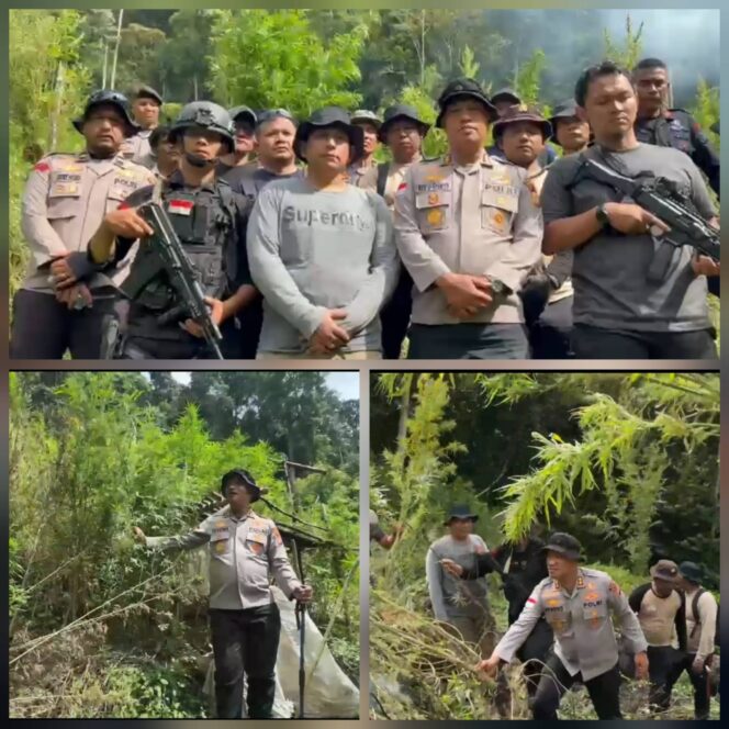 
					Polres Gayo Lues Temukan Ladang Ganja Seluas 43,25 Hektar
