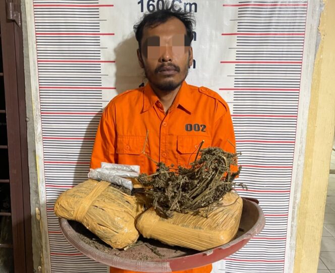 
					Polisi Sita 2 Bal Ganja yang Akan Diedarkan di Kawasan Bukit Lawang, 1 Pria Ditangkap