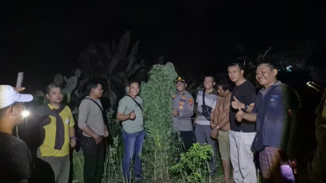 
					Temukan Tanaman Ganja, Polsek Tanjung Morawa Polresta Deli Serdang Amankan Pelaku