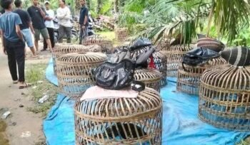 Diduga Judi Dadu dan Sabung Ayam Kembali Beroperasi di Kutalimbaru, Polrestabes Medan Diminta Segera Bertindak