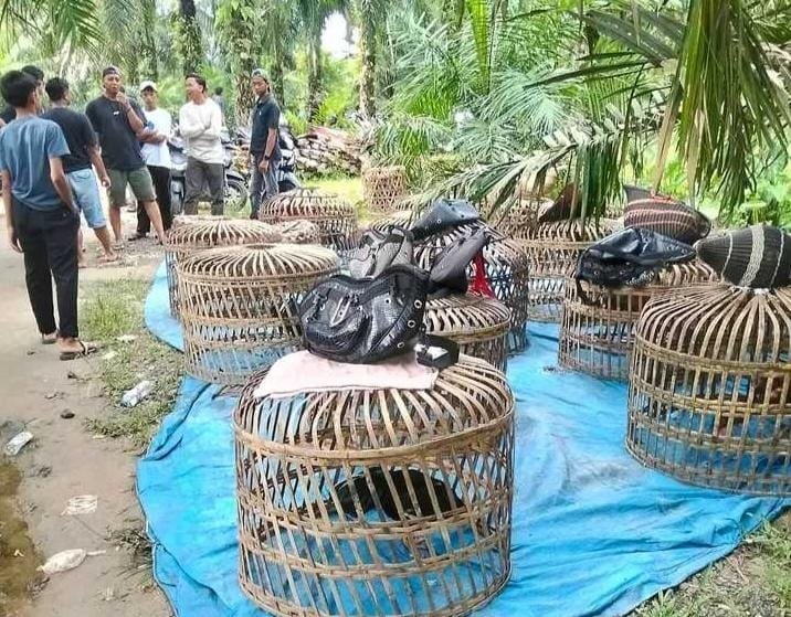 Diduga Judi Dadu dan Sabung Ayam Kembali Beroperasi di Kutalimbaru, Polrestabes Medan Diminta Segera Bertindak